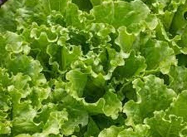 Lettuce Green Batavia - Organic FR