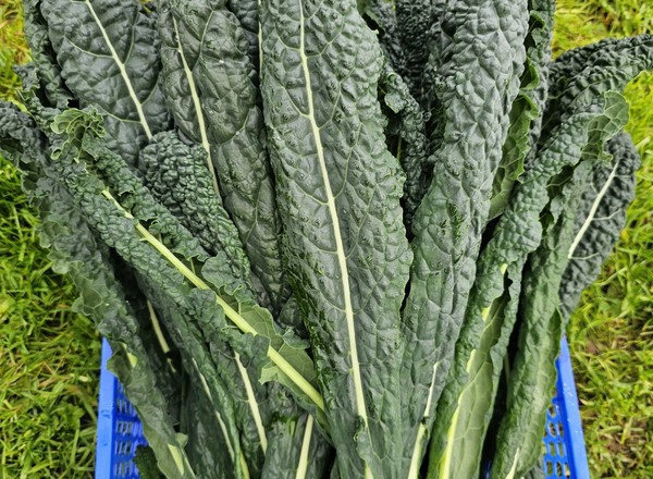 Cavolo Nero Kale
