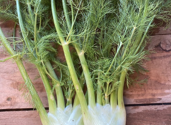 Fennel