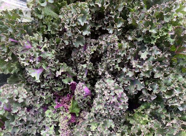 Kale - British Organic Green & Pink