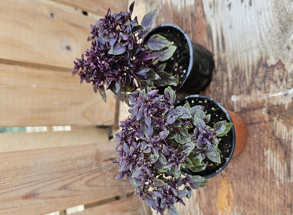 ( Potted x1) Basil - Purple Ball- small (Own Grown)