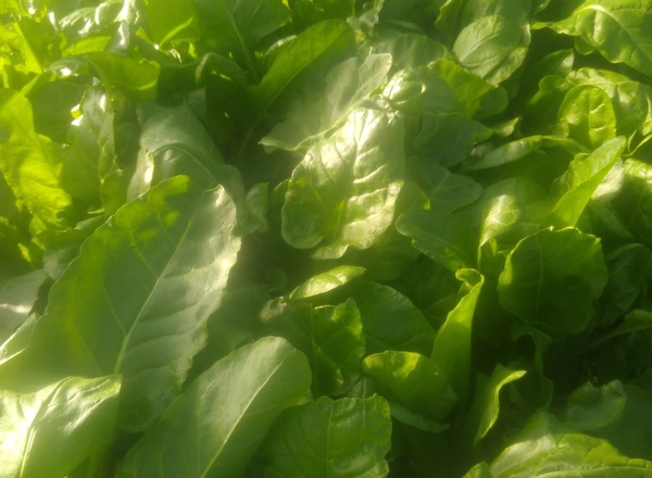 Perpetual Spinach