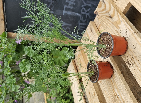 ( Potted x1) Dill - Tetra (Own Grown)