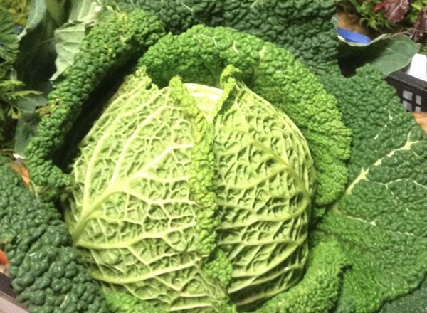 Cabbage - Savoy - Organic