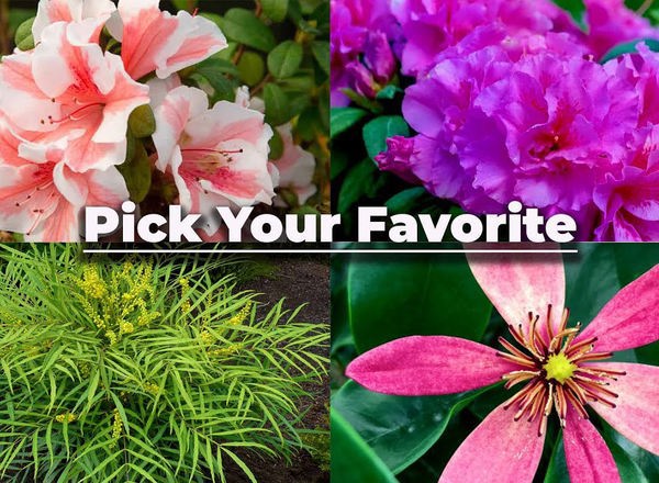 Build Your Plant Order