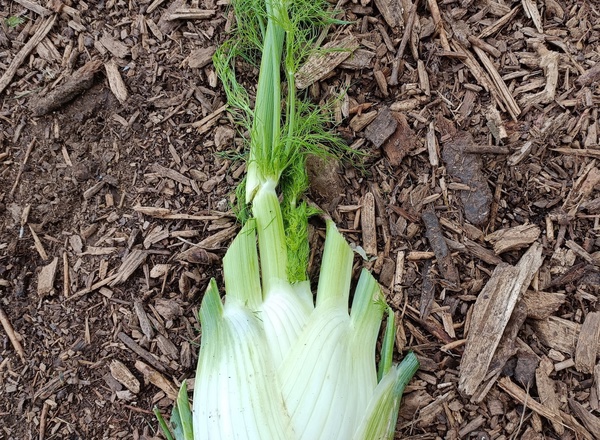 Fennel
