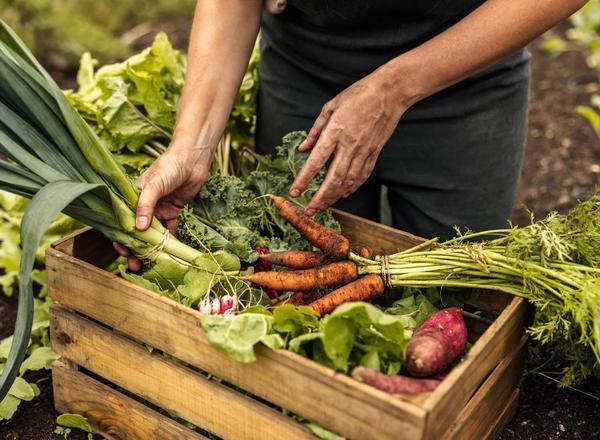 Veg Boxes