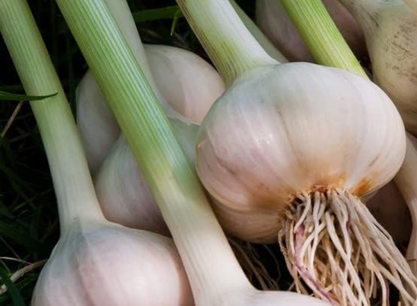 Fresh - Wet Garlic LC