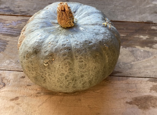 Winter squash