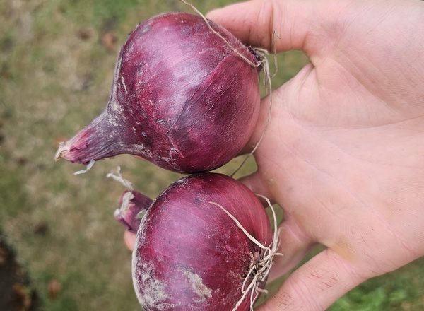 Onions Red