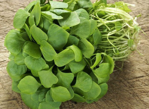 Purslane