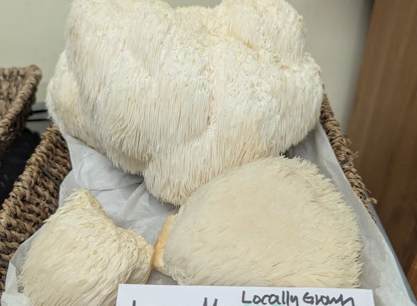 Lions Mane (fresh)
