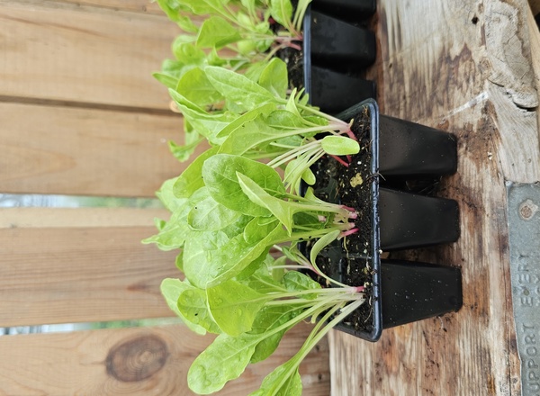 ( Plugs x6) Chard - Swiss (Own Grown)