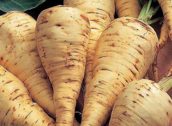 Parsnips