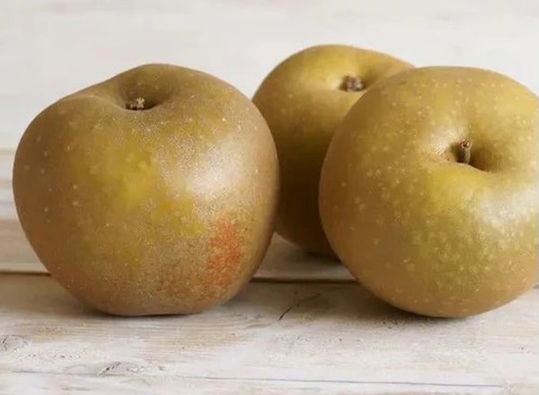 Apple - Russet