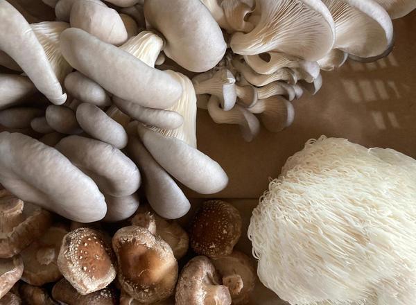 Mushroom punnet
