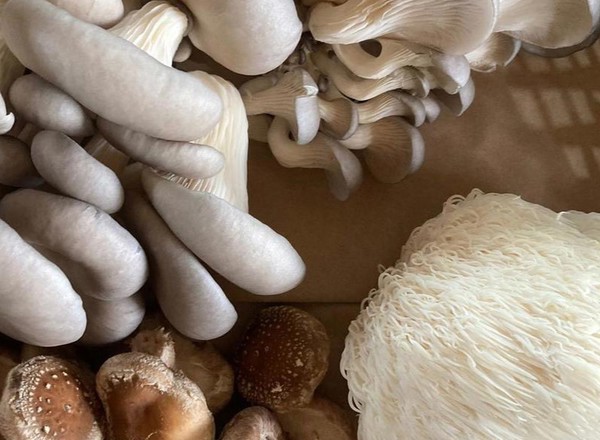 Mushroom punnet