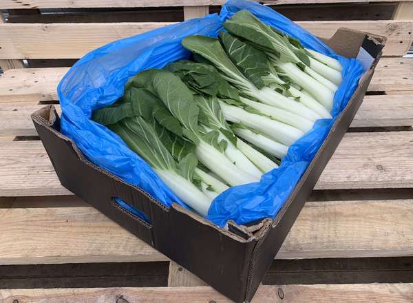 Organic Pak Choi 12 units