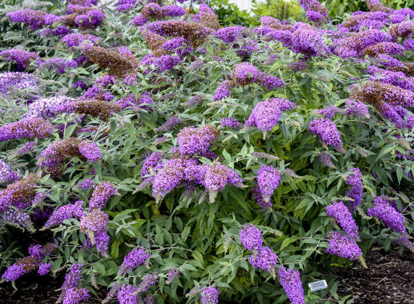 Butterfly Bush