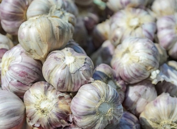Garlic