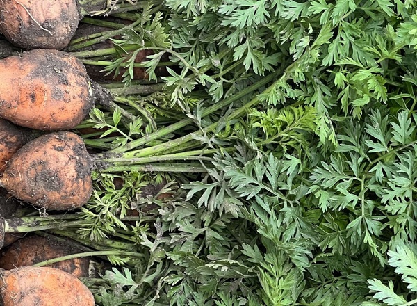 Carrots - Parisienne (Lancashire, UK)