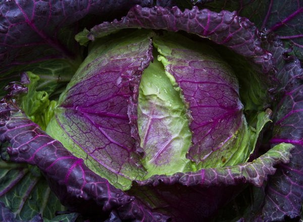 Cabbage January King