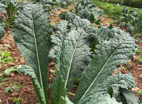 Kale - Cavolo Nero 200g