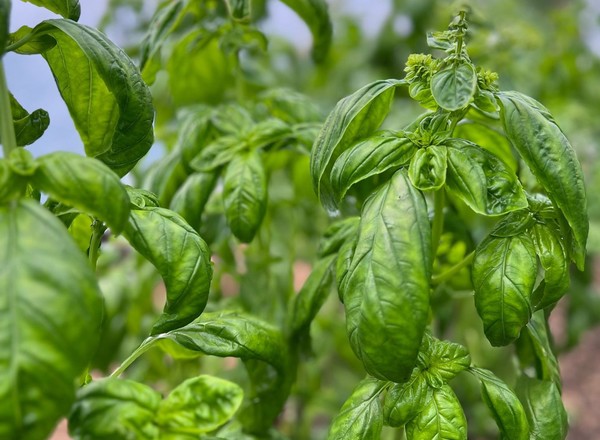 100g Local Basil