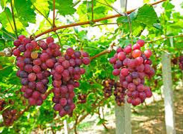Grapes RED 250g (Spain)