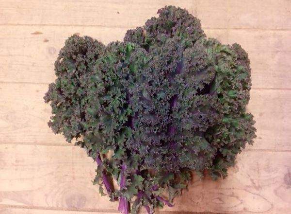 Kale- Red Curly