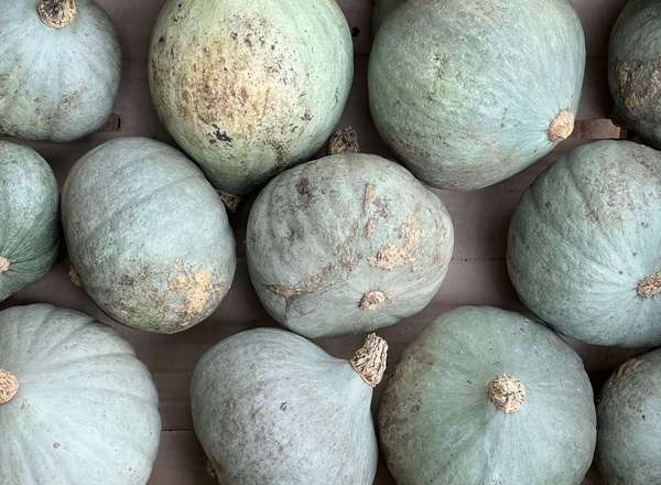 Squash - Blue Ballet (Lincolnshire, UK)