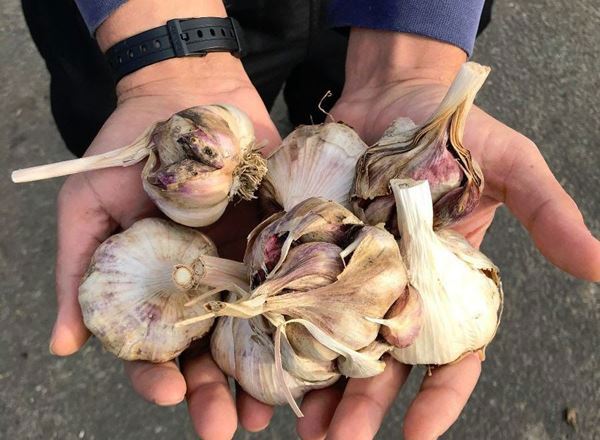 Dried Garlic