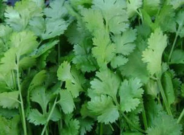 Coriander - 100g