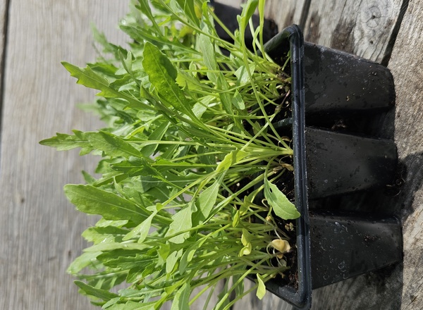 ( Plugs x6) Wild rocket (Own Grown)