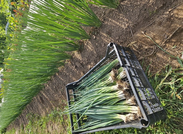 Spring Onion bunch