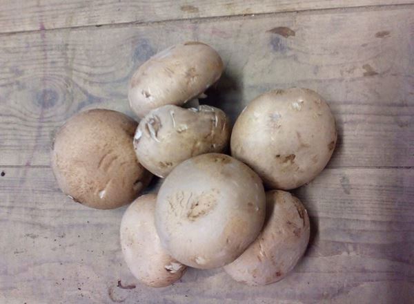 Mushroom-Chestnut