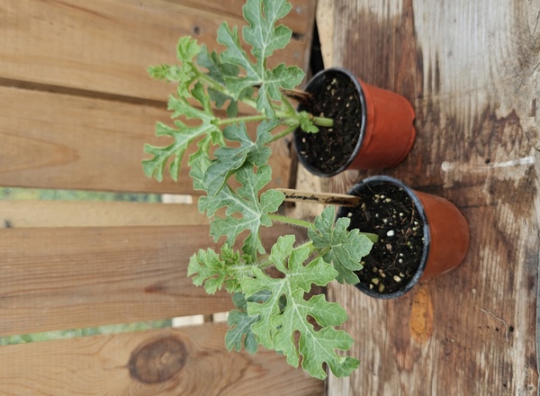 ( Potted - Melon - Retato -small (Own Grown)