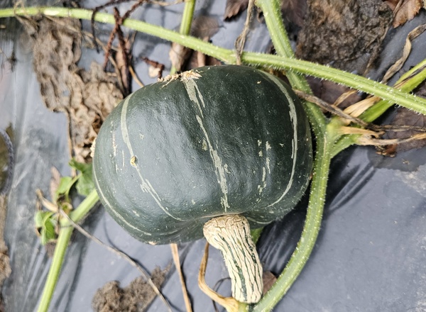 Squash Burgess buttercup