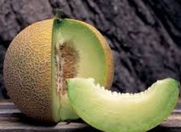 Melon, Galia