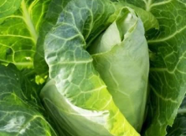 Cabbage - Hispi Organic