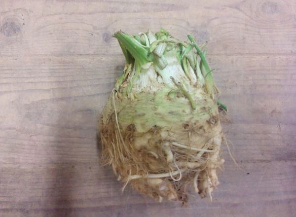 Celeriac