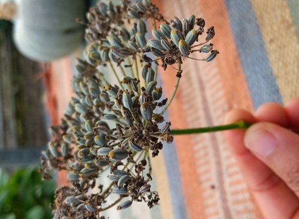 Fennel Seeds - 1 Head (Own Grown)