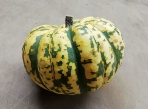 Squash- Harlequin