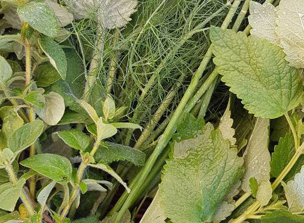 seasonal herb bunch