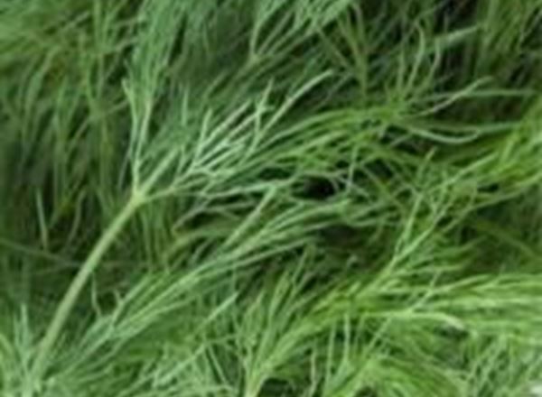 Dill - Organic