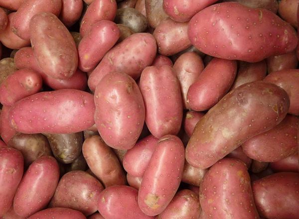 Potatoes - Redskin, Alouette (Herefordshire, UK)