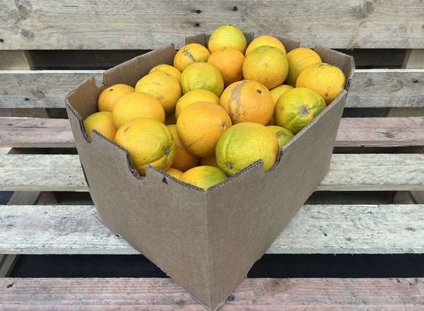 Oranges - Organic Navel / 4 - 6 units