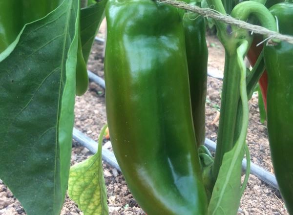 Pepper - Green (x1)