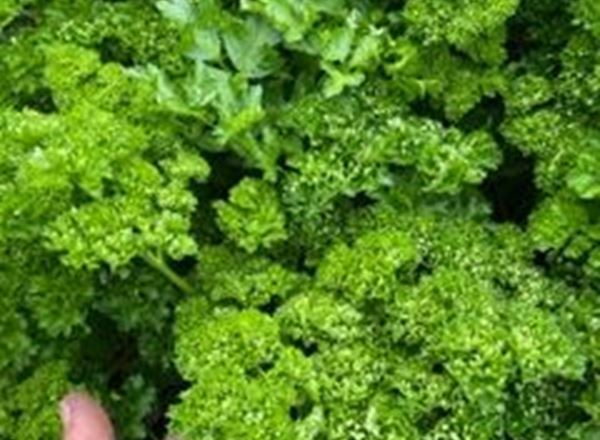 Curly parsley