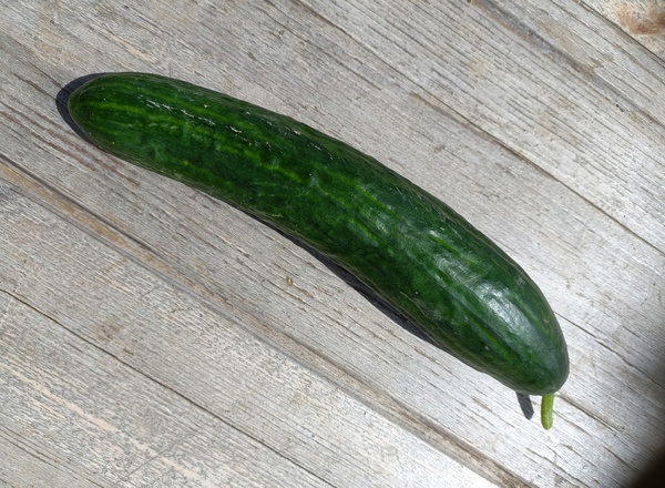 Cucumber